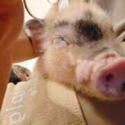 ヒメ日記 2025/03/25 11:47 投稿 しずく Felice(フェリス)