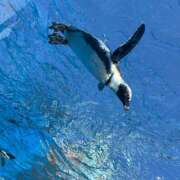 ヒメ日記 2025/03/26 17:40 投稿 しずく Felice(フェリス)