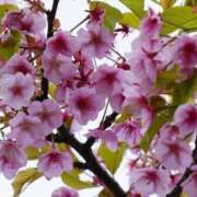 ヒメ日記 2026/04/18 13:39 投稿 久留米りんこ 一夜妻