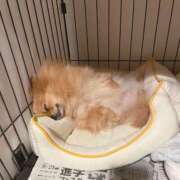 ヒメ日記 2025/05/21 00:56 投稿 まい 制服向上委員会