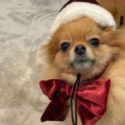 ヒメ日記 2025/11/14 21:57 投稿 まい 制服向上委員会