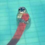 ヒメ日記 2025/04/24 12:27 投稿 星（きらり） 男爵