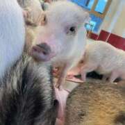 ヒメ日記 2026/03/25 16:45 投稿 ふう♪ プリティーガール