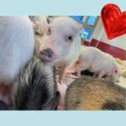 ヒメ日記 2026/04/09 15:05 投稿 ふう♪ プリティーガール