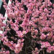 ヒメ日記 2025/03/05 18:02 投稿 くみ 夜這専門発情する奥様たち 谷九店