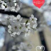 ヒメ日記 2025/03/28 12:41 投稿 あずさ 美妻隊