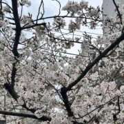 ヒメ日記 2025/04/03 15:51 投稿 あずさ 美妻隊