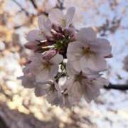 ヒメ日記 2025/04/12 11:08 投稿 華 美妻隊