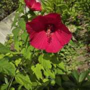 ヒメ日記 2025/07/30 07:18 投稿 華 美妻隊