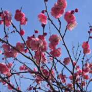 ヒメ日記 2026/02/15 12:03 投稿 華 美妻隊