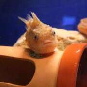 ヒメ日記 2025/04/05 00:33 投稿 大空　あかね PLATINA R-30（すすきの）