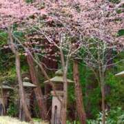 ヒメ日記 2025/05/16 09:28 投稿 大空　あかね PLATINA R-30（すすきの）