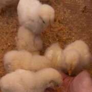 ヒメ日記 2025/07/07 09:15 投稿 細川 みゆう 神戸RED DRAGON