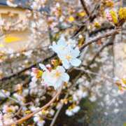 ヒメ日記 2025/03/28 19:16 投稿 櫻木　めめ プルプル京都性感エステ　はんなり