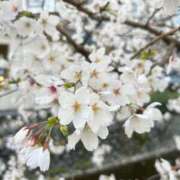 ヒメ日記 2025/04/02 06:30 投稿 櫻木　めめ プルプル京都性感エステ　はんなり