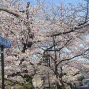 ヒメ日記 2025/04/08 07:15 投稿 櫻木　めめ プルプル京都性感エステ　はんなり