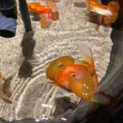 ヒメ日記 2025/02/26 12:40 投稿 にか　ゴールド+3 CLUB虎の穴 福岡店