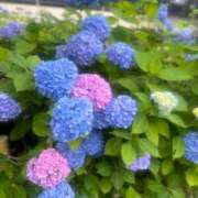 ヒメ日記 2025/06/13 07:48 投稿 松井 樹里 プルプルオフィスディーバ