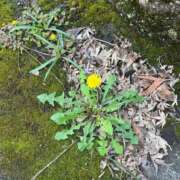 ヒメ日記 2025/04/11 15:12 投稿 こはる 宮崎ちゃんこ都城店