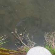 ヒメ日記 2025/04/22 16:20 投稿 こはる 宮崎ちゃんこ都城店