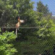 ヒメ日記 2025/05/09 17:51 投稿 こはる 宮崎ちゃんこ都城店