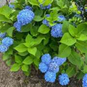 ヒメ日記 2025/06/08 14:45 投稿 こはる 宮崎ちゃんこ都城店