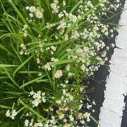 ヒメ日記 2025/06/24 16:05 投稿 こはる 宮崎ちゃんこ都城店