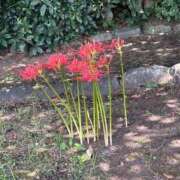 ヒメ日記 2025/09/19 16:01 投稿 こはる 宮崎ちゃんこ都城店