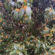 ヒメ日記 2025/10/31 12:33 投稿 こはる 宮崎ちゃんこ都城店