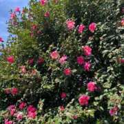 ヒメ日記 2025/12/10 12:16 投稿 こはる 宮崎ちゃんこ都城店