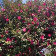 ヒメ日記 2026/01/21 21:38 投稿 こはる 宮崎ちゃんこ都城店