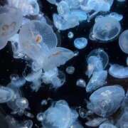 ヒメ日記 2026/02/17 20:53 投稿 こはる 宮崎ちゃんこ都城店