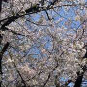 ヒメ日記 2026/04/02 14:15 投稿 こはる 宮崎ちゃんこ都城店