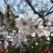 ヒメ日記 2026/03/30 14:34 投稿 あけみ CLUB DEEP