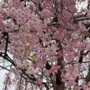 ヒメ日記 2025/03/15 07:20 投稿 春瀬景子 五十路マダムエクスプレス神戸店(カサブランカグループ)