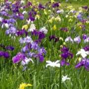 ヒメ日記 2025/06/30 16:20 投稿 春瀬景子 五十路マダムエクスプレス神戸店(カサブランカグループ)