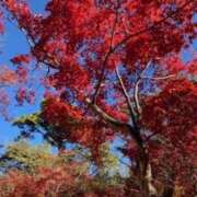 ヒメ日記 2025/11/20 09:40 投稿 春瀬景子 五十路マダムエクスプレス神戸店(カサブランカグループ)