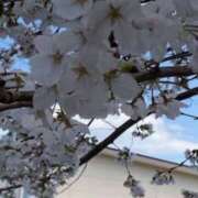 ヒメ日記 2026/03/12 19:14 投稿 春瀬景子 五十路マダムエクスプレス神戸店(カサブランカグループ)