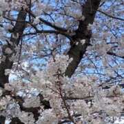 ヒメ日記 2026/03/23 13:12 投稿 春瀬景子 五十路マダムエクスプレス神戸店(カサブランカグループ)