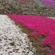 ヒメ日記 2026/03/28 10:04 投稿 春瀬景子 五十路マダムエクスプレス神戸店(カサブランカグループ)