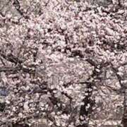 春瀬景子 お礼 五十路マダムエクスプレス神戸店(カサブランカグループ)