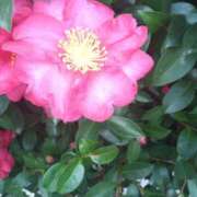 ヒメ日記 2025/01/18 12:10 投稿 まり 熟女22時