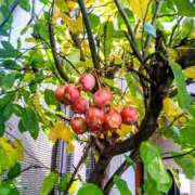 ヒメ日記 2025/01/22 11:40 投稿 まり 熟女22時