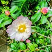 ヒメ日記 2025/02/03 11:37 投稿 まり 熟女22時