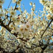 ヒメ日記 2025/03/15 12:11 投稿 まり 熟女22時