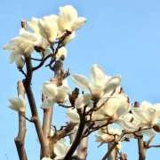 ヒメ日記 2025/03/20 11:12 投稿 まり 熟女22時