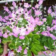 ヒメ日記 2025/04/14 11:19 投稿 まり 熟女22時