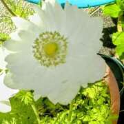 ヒメ日記 2025/04/19 11:43 投稿 まり 熟女22時