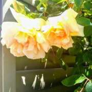 ヒメ日記 2025/05/08 11:32 投稿 まり 熟女22時