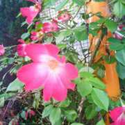 ヒメ日記 2025/05/18 11:53 投稿 まり 熟女22時